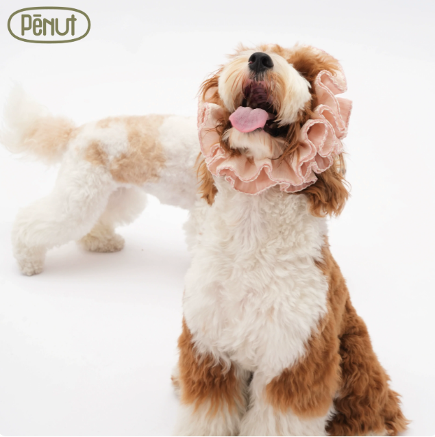 Pēnut Sheer Ruffle Neck Collar