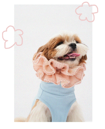 Pēnut Sheer Ruffle Neck Collar