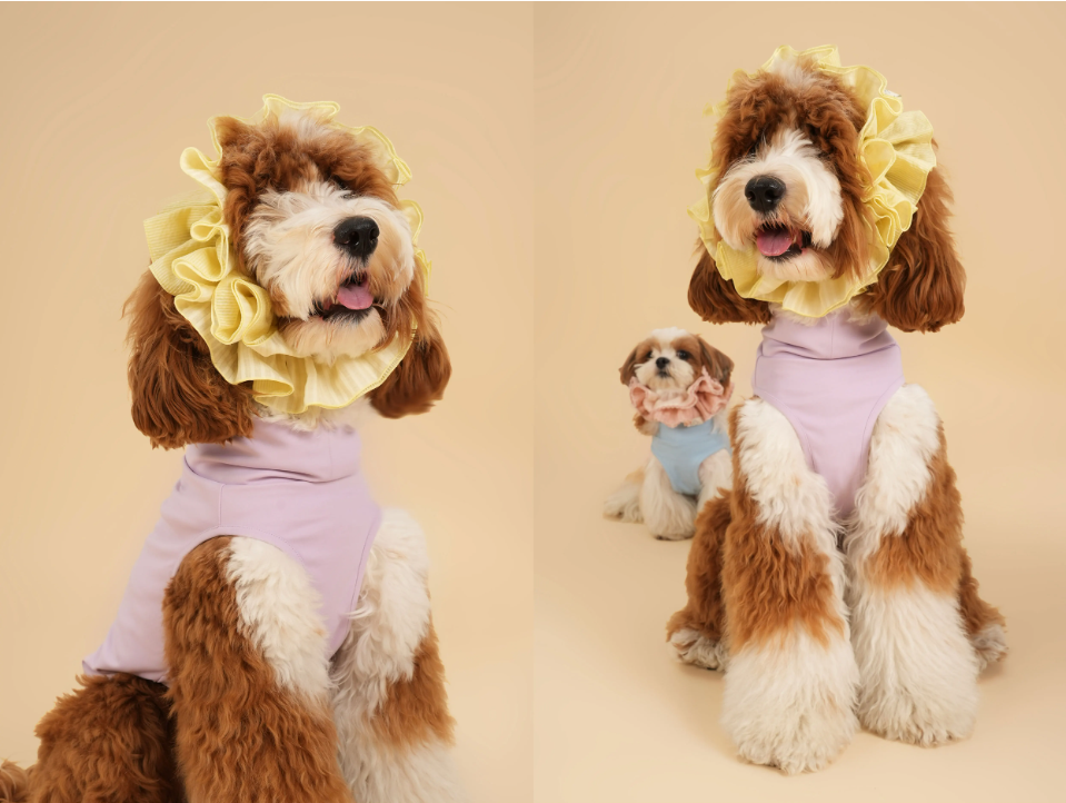 Pēnut Sheer Ruffle Neck Collar