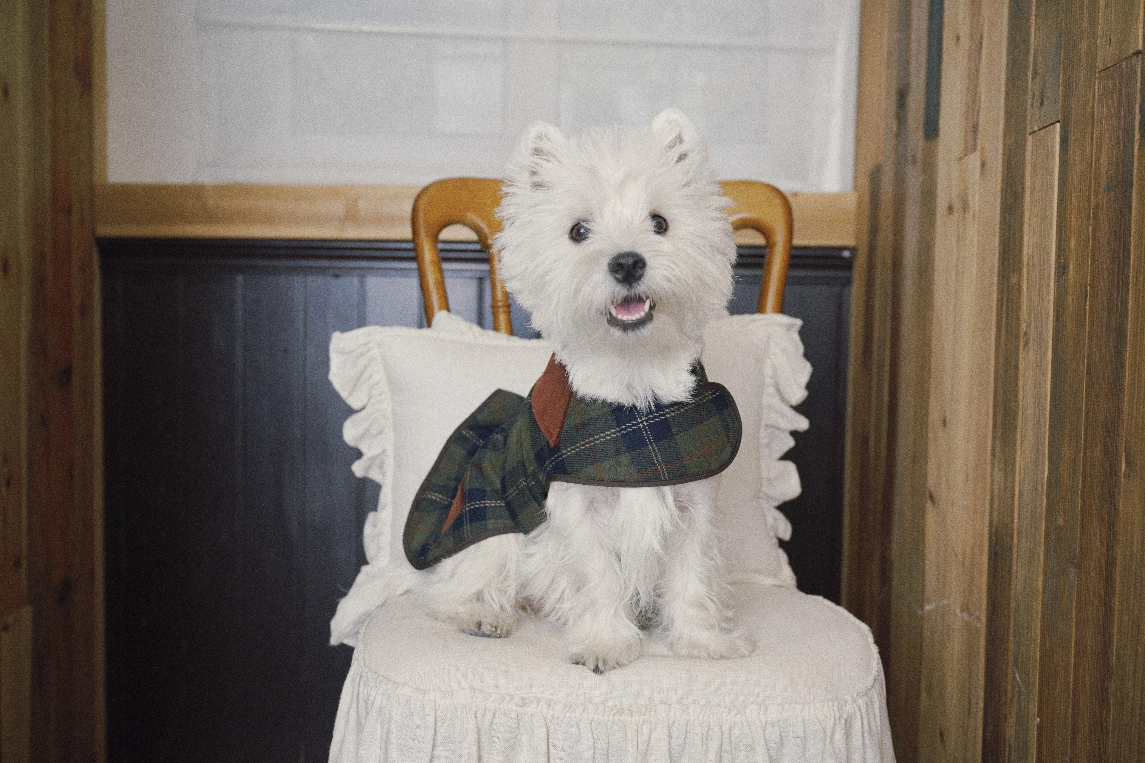 Bumble Bagel Green Plaid & Corduroy Dog Cape