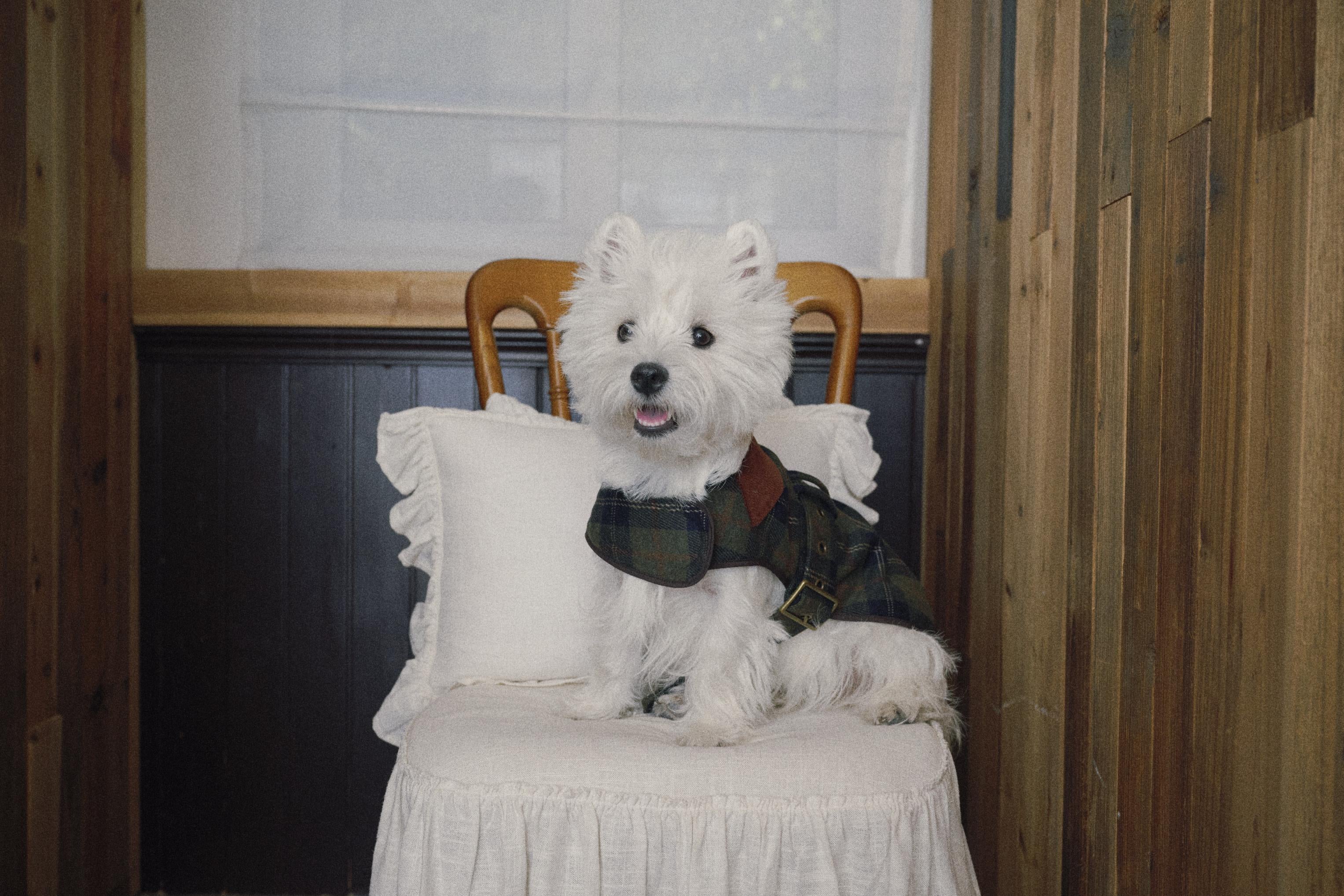Bumble Bagel Green Plaid & Corduroy Dog Cape