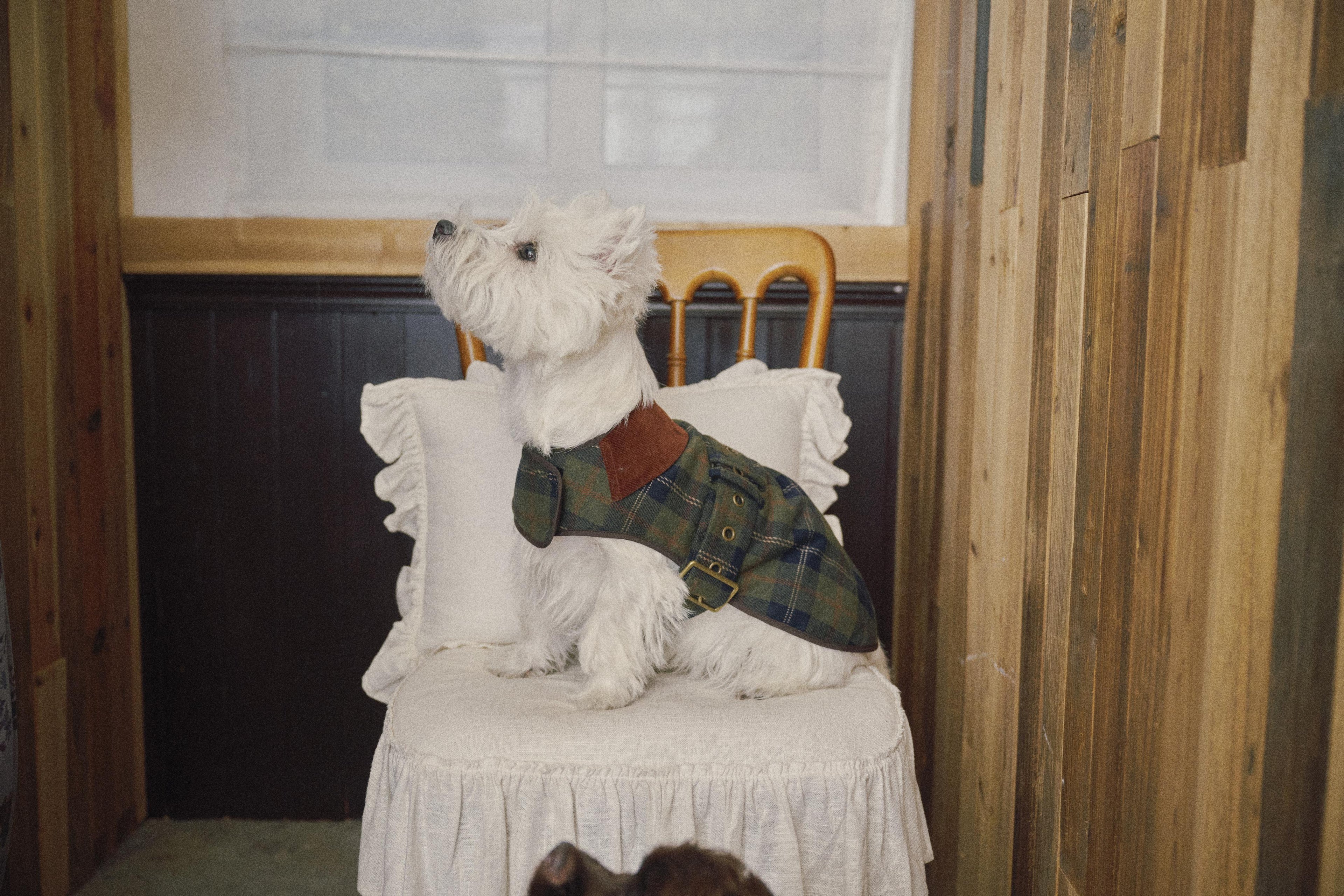 Bumble Bagel Green Plaid & Corduroy Dog Cape
