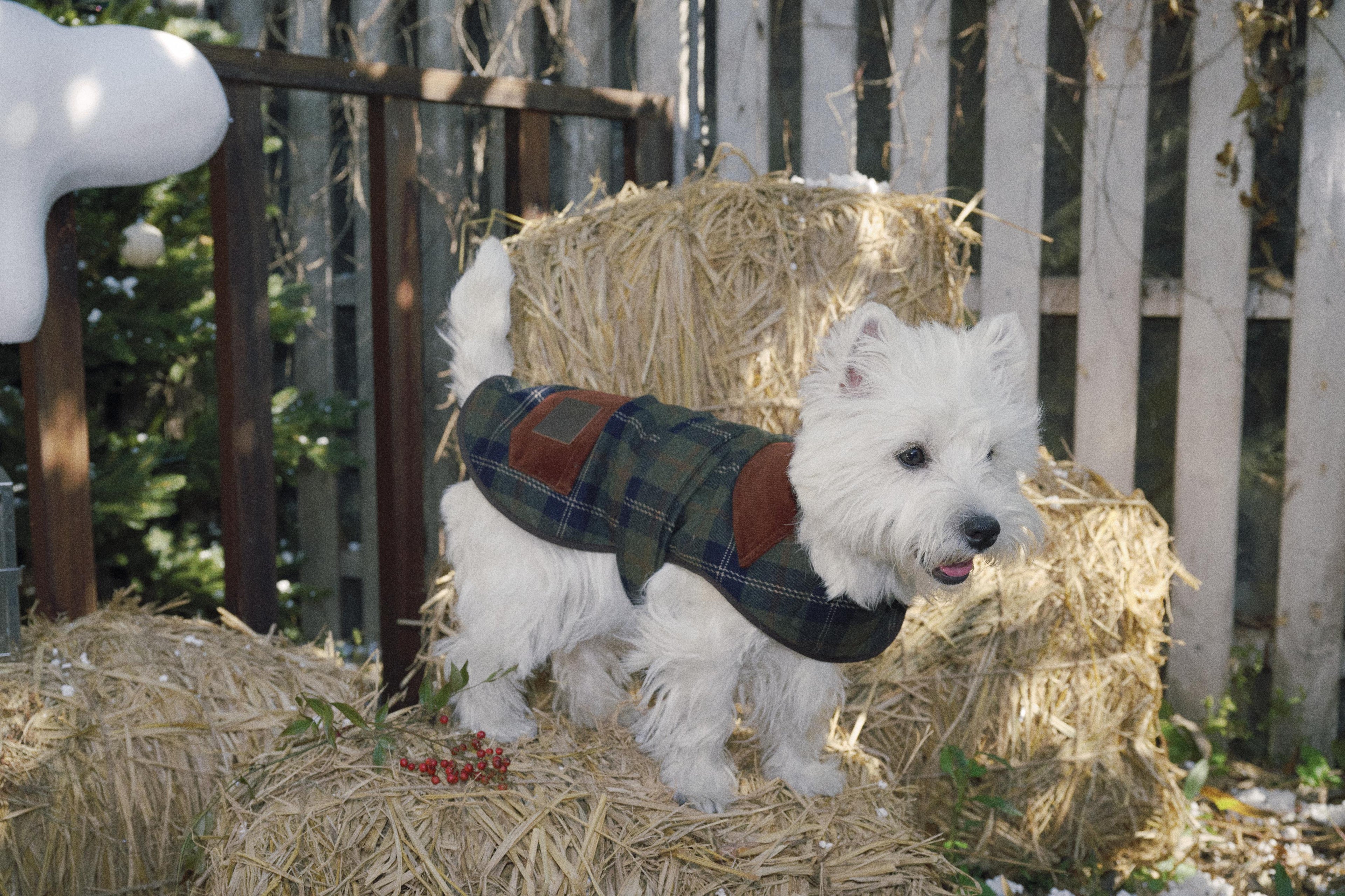 Bumble Bagel Green Plaid & Corduroy Dog Cape