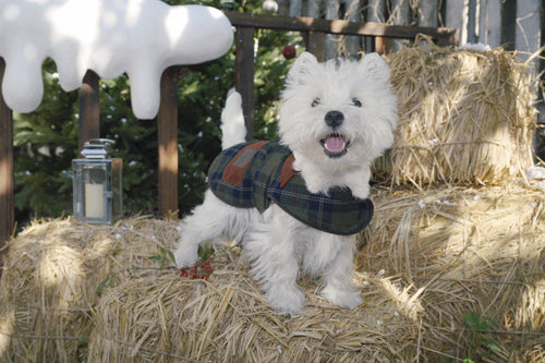 Bumble Bagel Green Plaid & Corduroy Dog Cape
