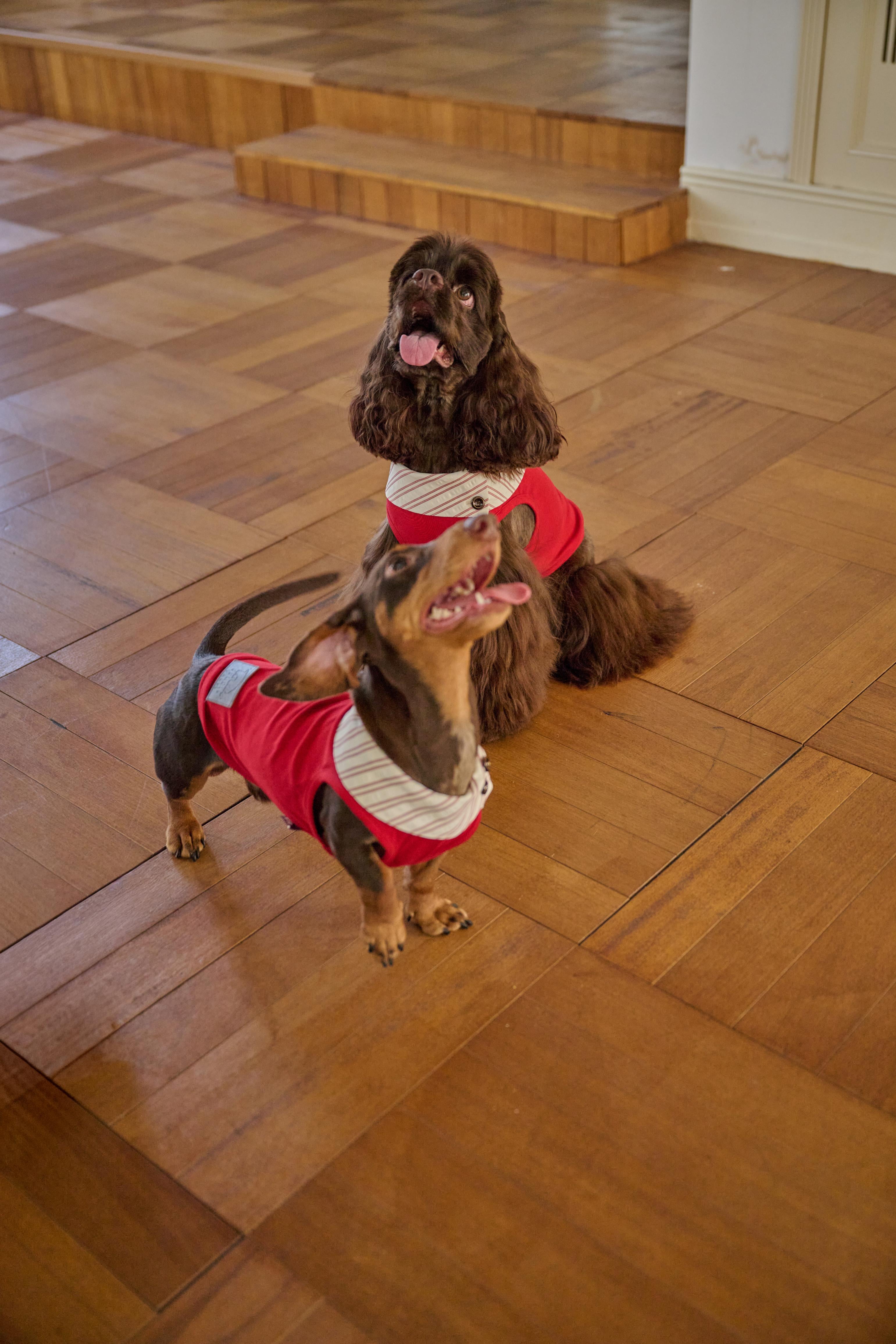 Bumble Bagel British-Style Red & Striped Collar Dog T-Shirt