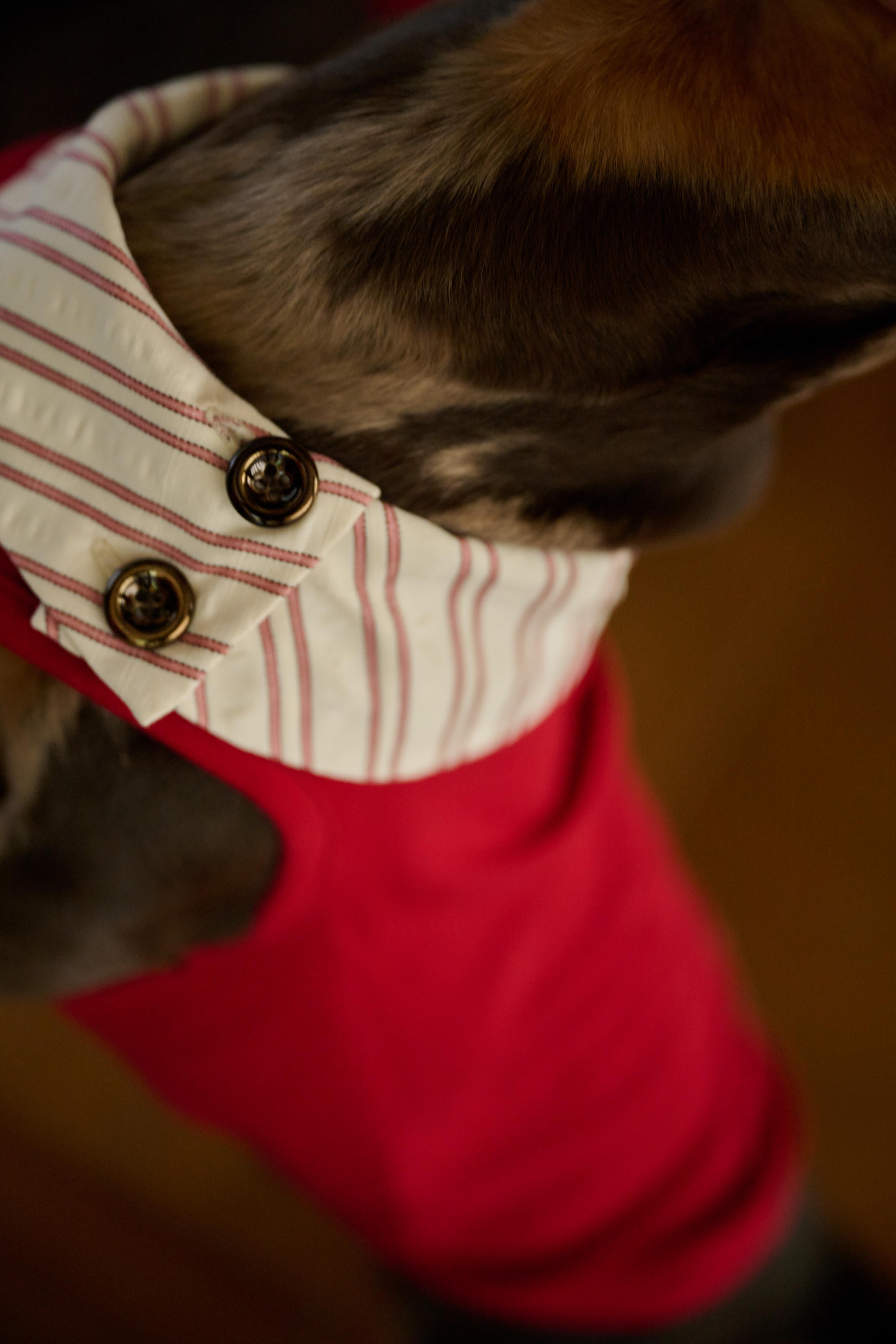 Bumble Bagel British-Style Red & Striped Collar Dog T-Shirt