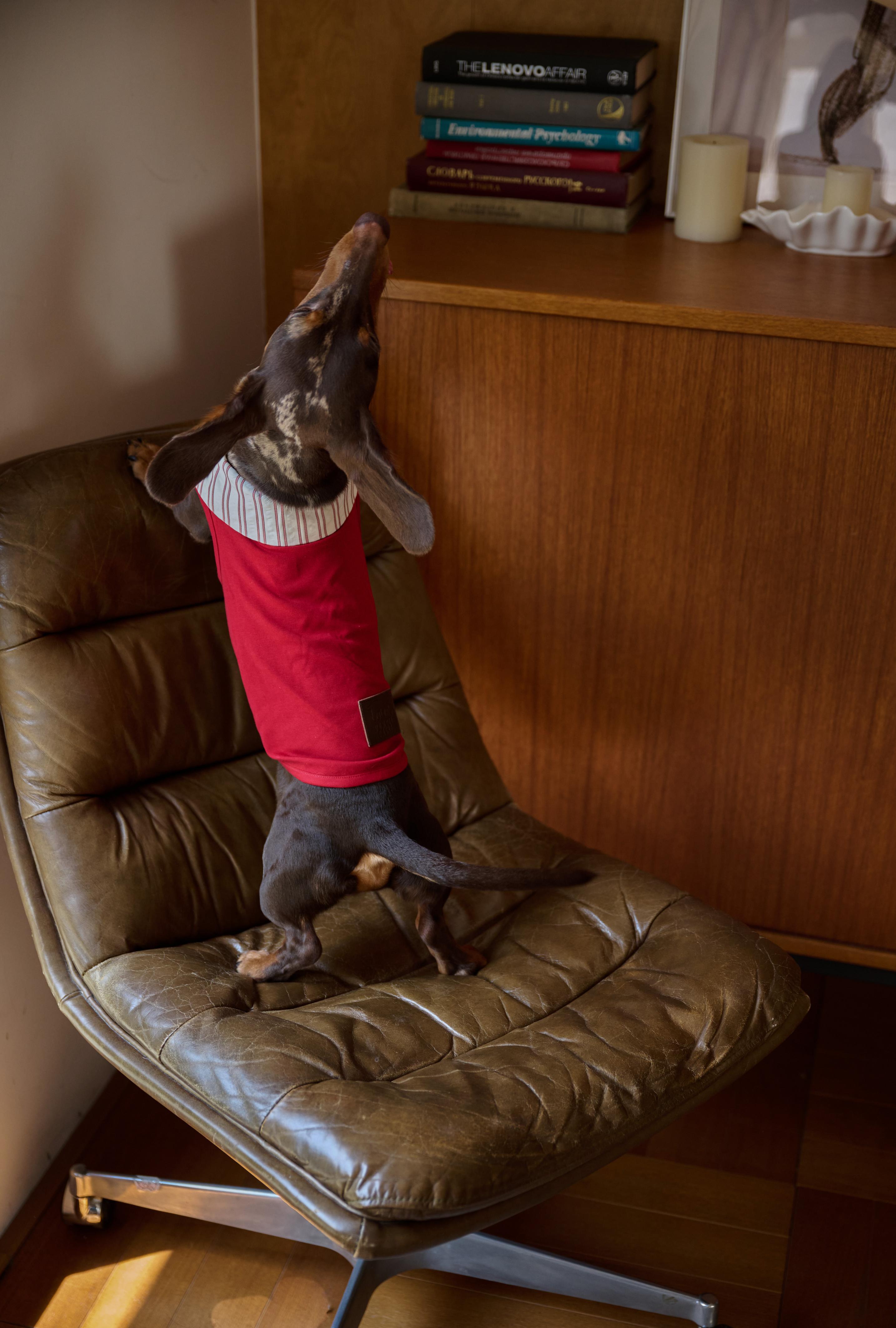 Bumble Bagel British-Style Red & Striped Collar Dog T-Shirt