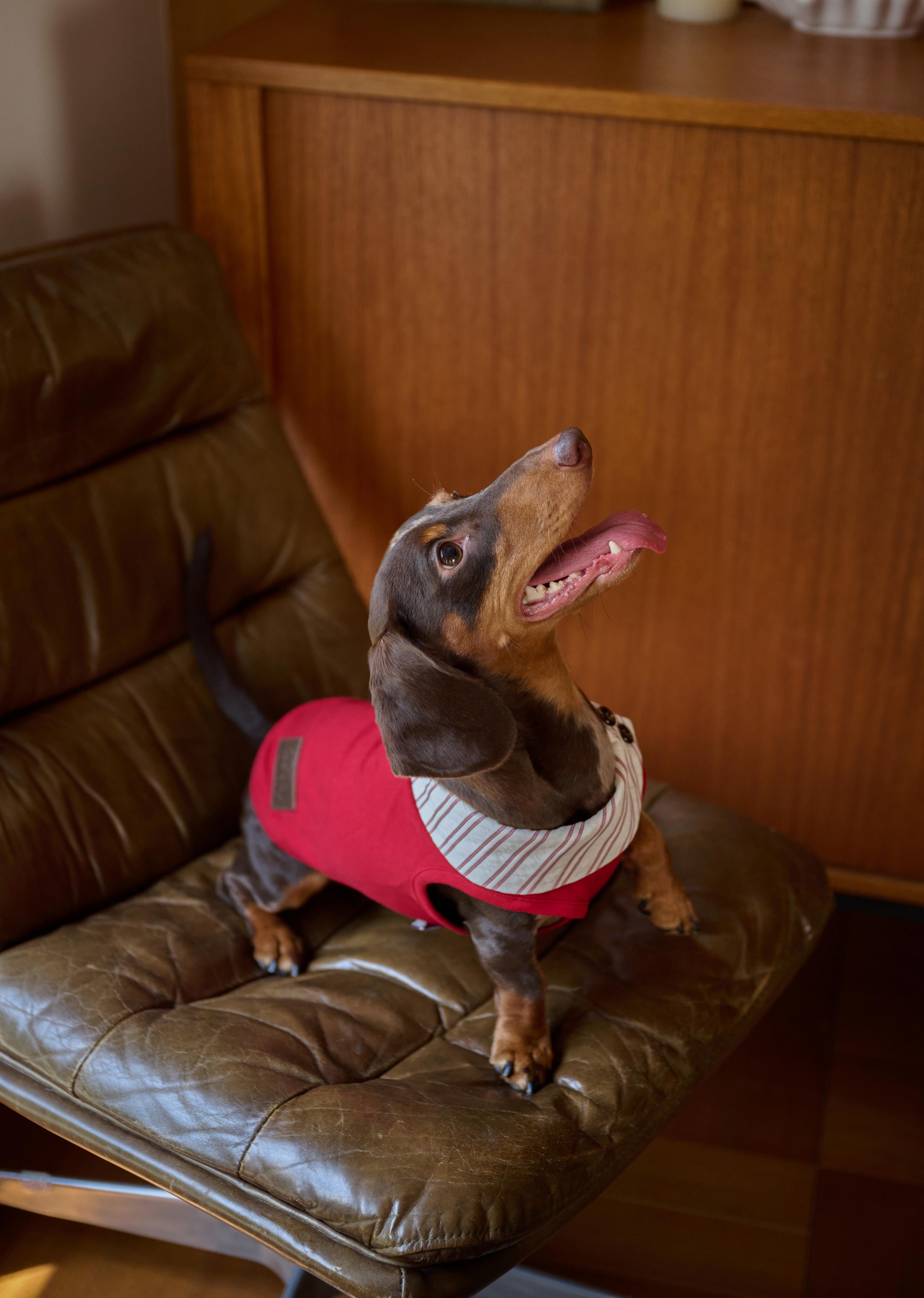 Bumble Bagel British-Style Red & Striped Collar Dog T-Shirt