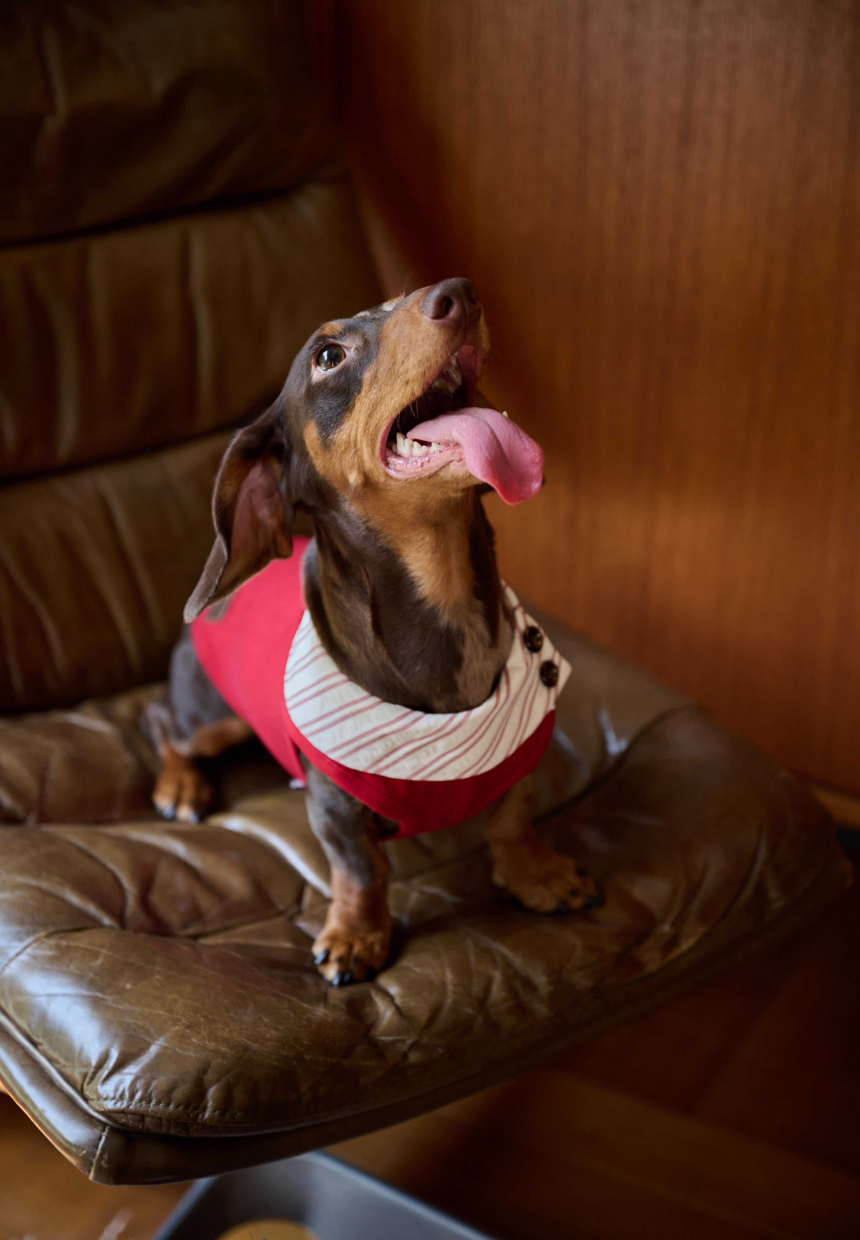 Bumble Bagel British-Style Red & Striped Collar Dog T-Shirt