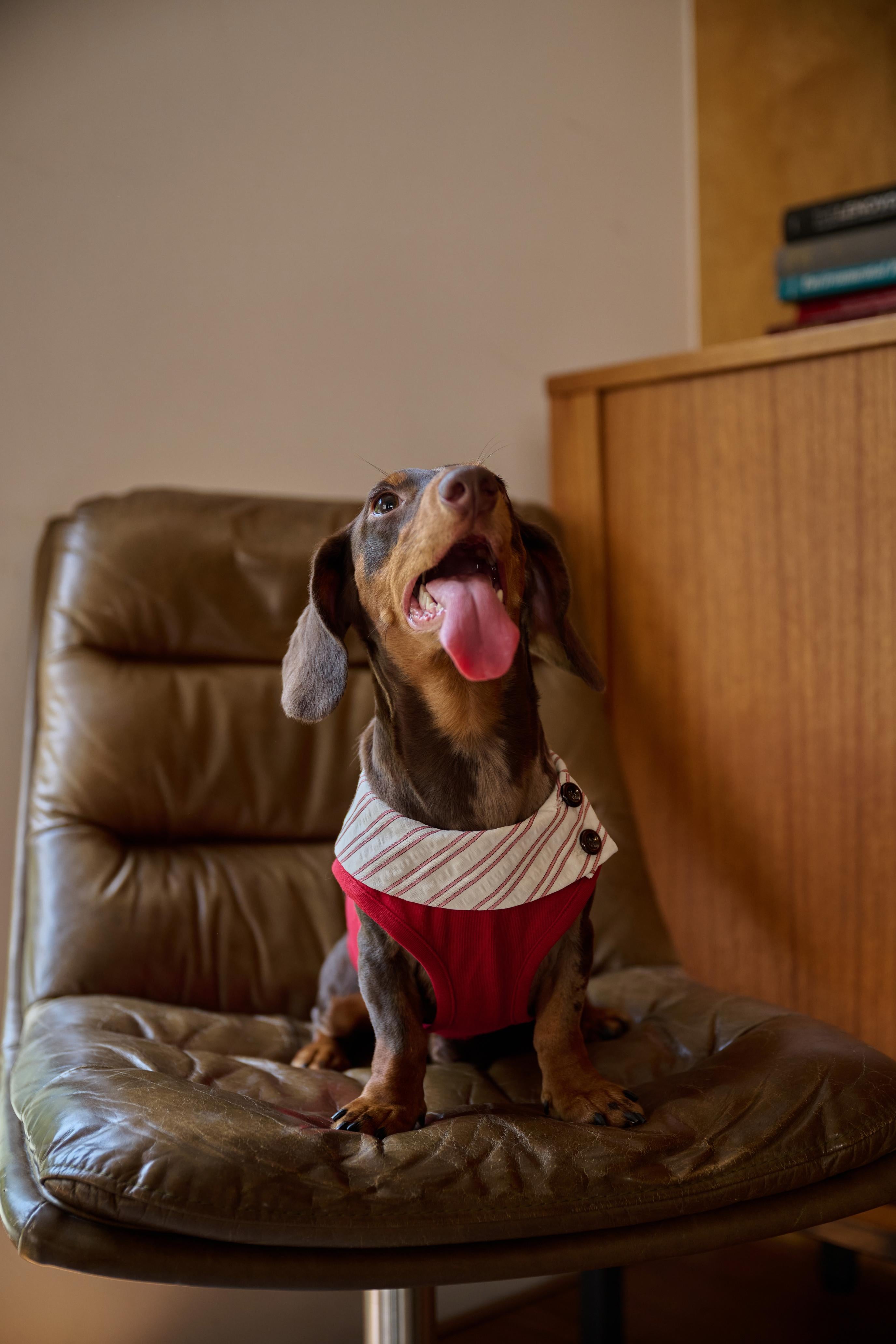 Bumble Bagel British-Style Red & Striped Collar Dog T-Shirt