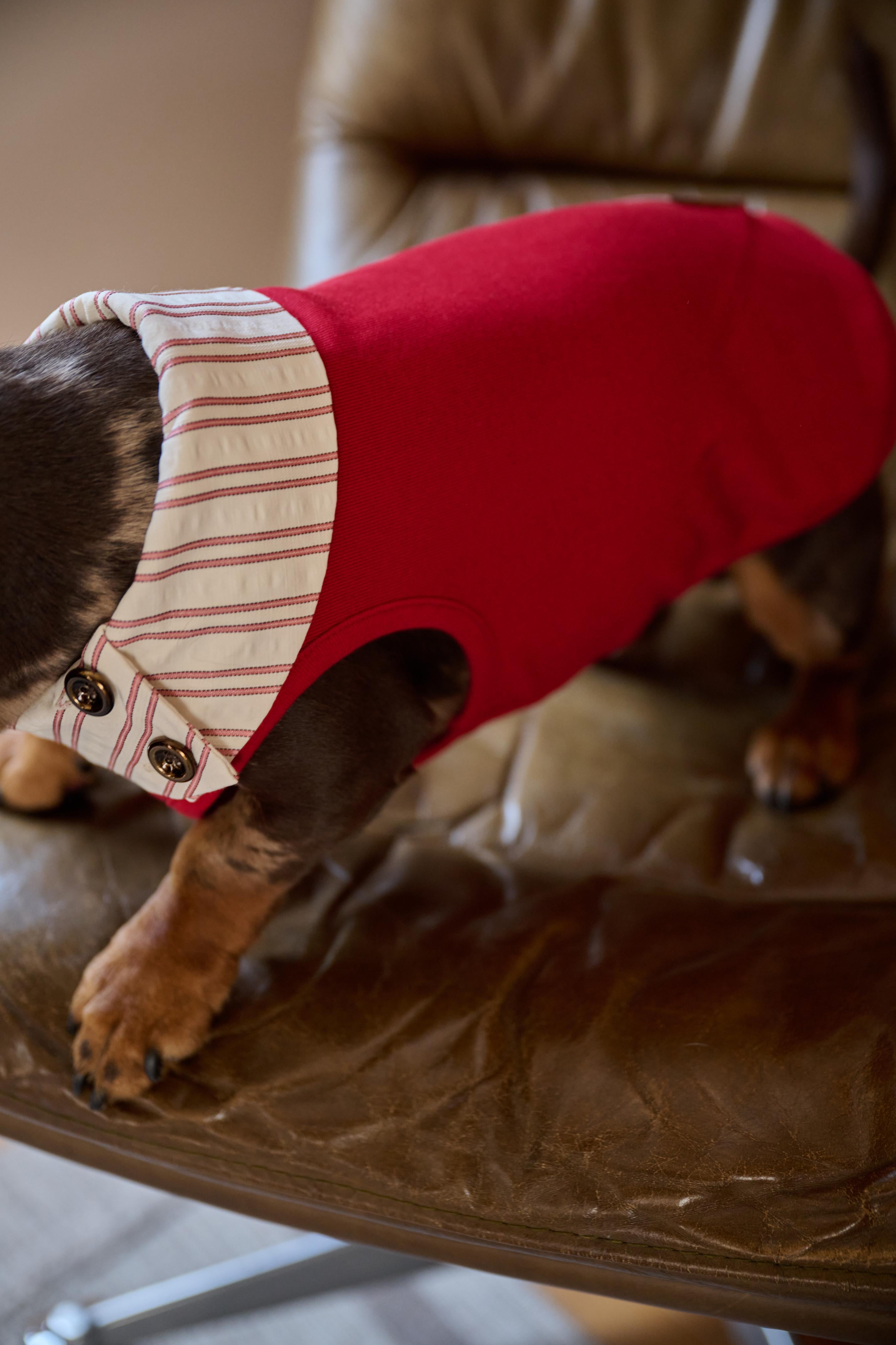 Bumble Bagel British-Style Red & Striped Collar Dog T-Shirt