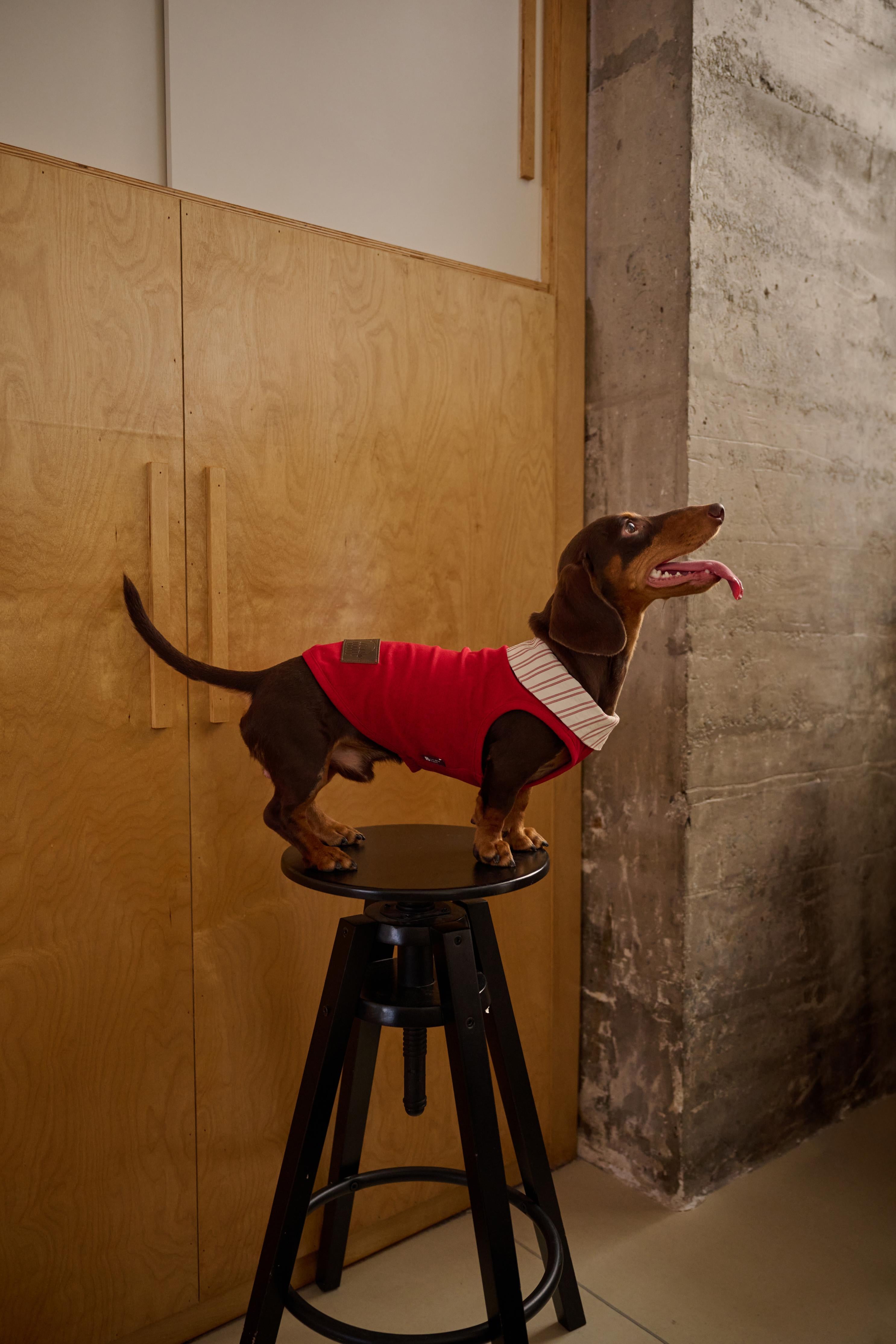 Bumble Bagel British-Style Red & Striped Collar Dog T-Shirt