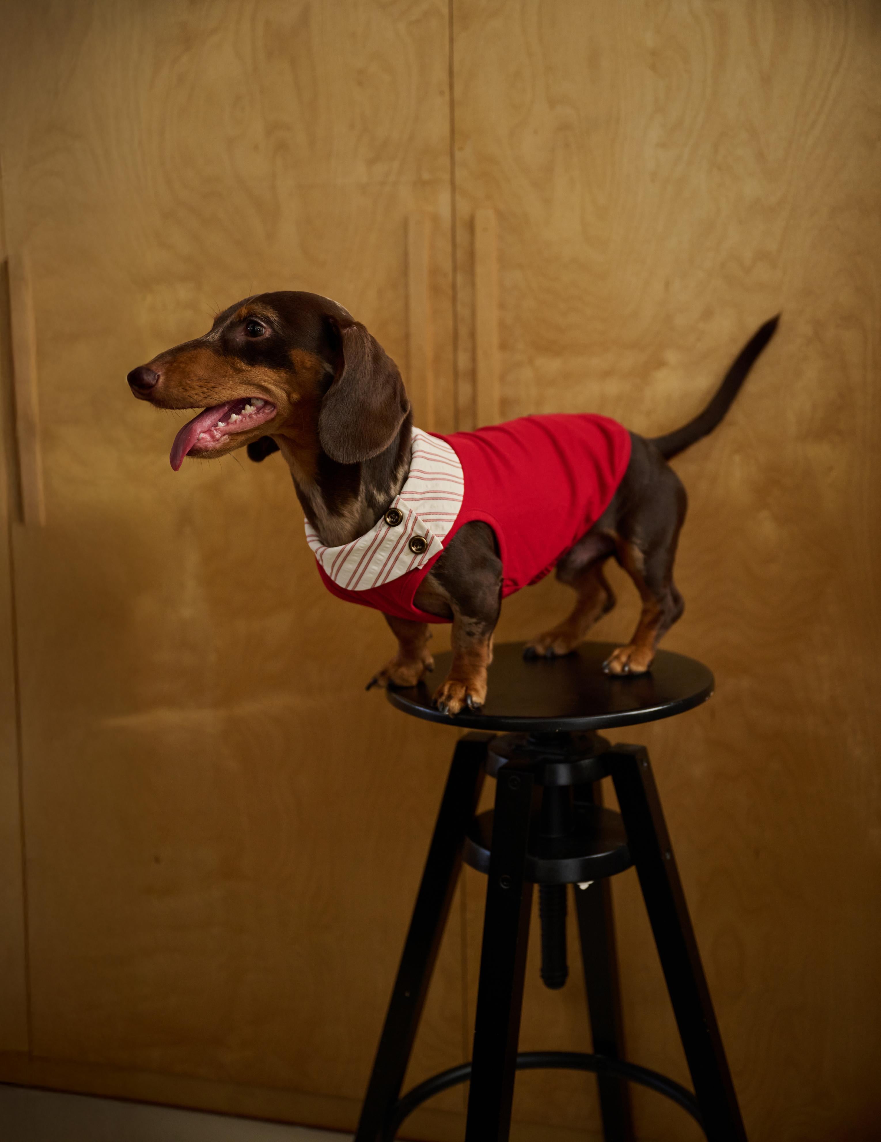 Bumble Bagel British-Style Red & Striped Collar Dog T-Shirt