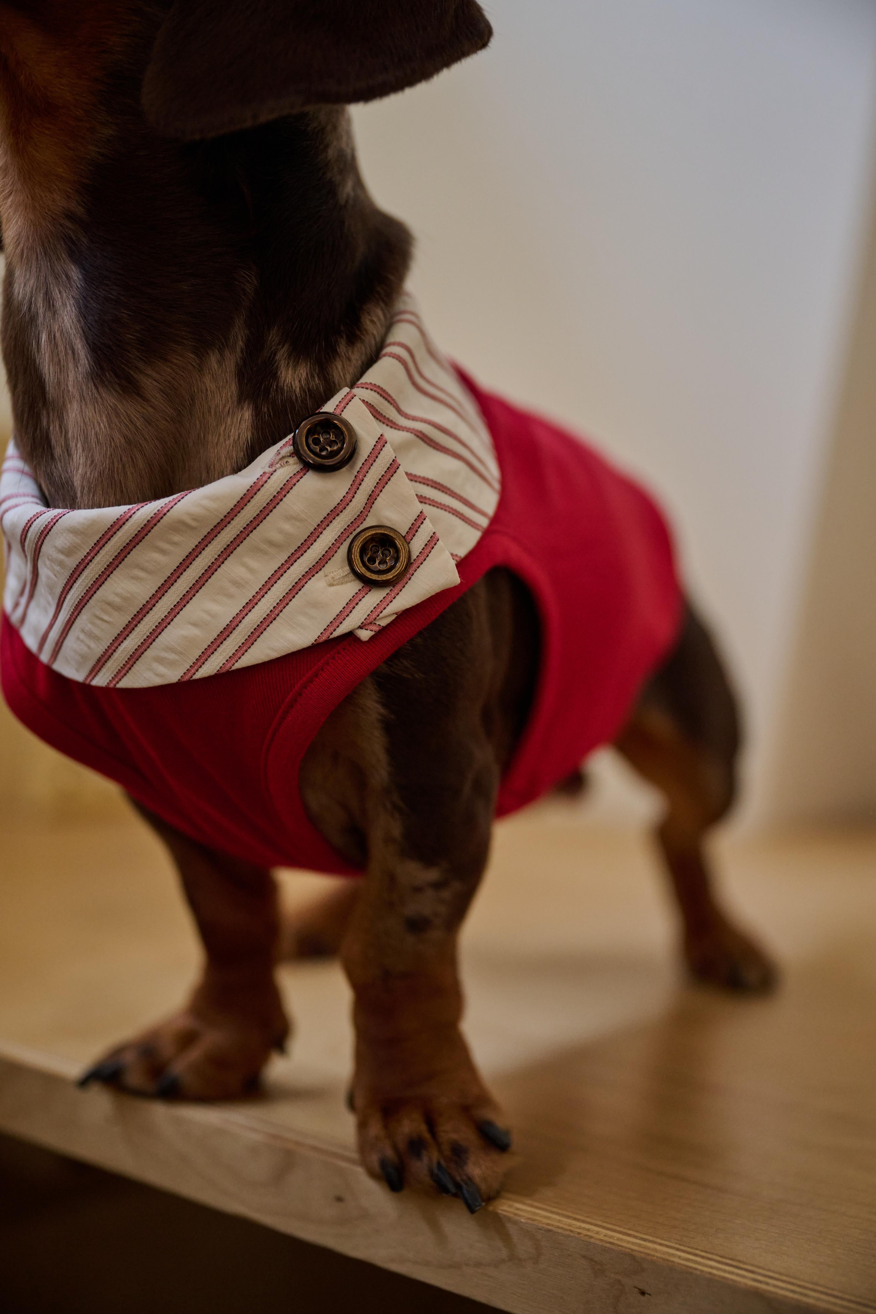 Bumble Bagel British-Style Red & Striped Collar Dog T-Shirt