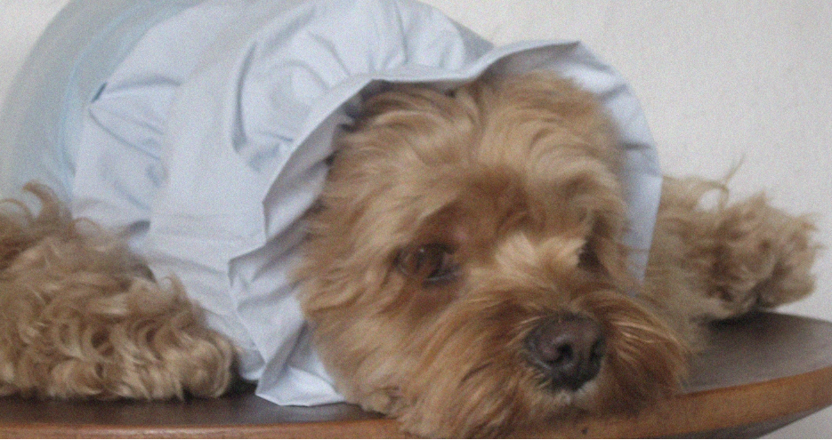 Pēnut Summer Candy Ear Snood