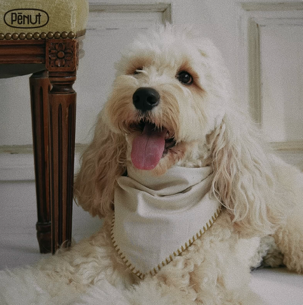 Pēnut Off-White & Mustard Ear Snood & Bandana