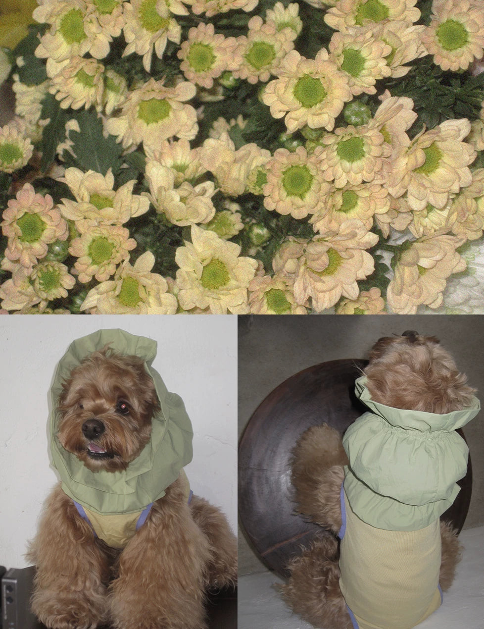 Pēnut Summer Candy Ear Snood