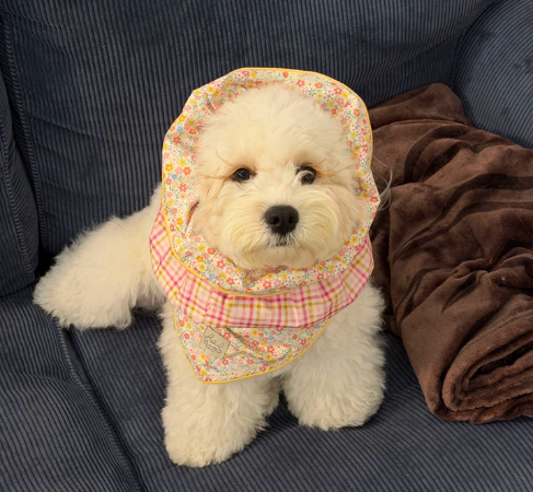 Pēnut Floral Ear Snood & Gingham Bandana